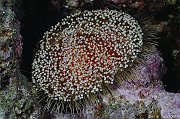 Echinodermes